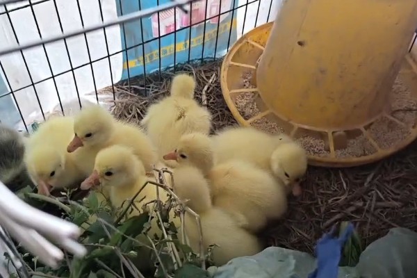 刚出生的小鹅是什么颜色，羽毛一般呈黄色