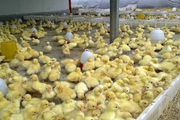 刚出生的小鹅是什么颜色，羽毛一般呈黄色