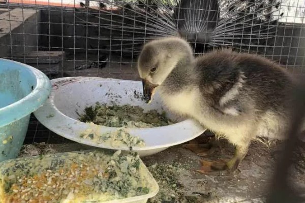 刚出生的小鹅是什么颜色，羽毛一般呈黄色