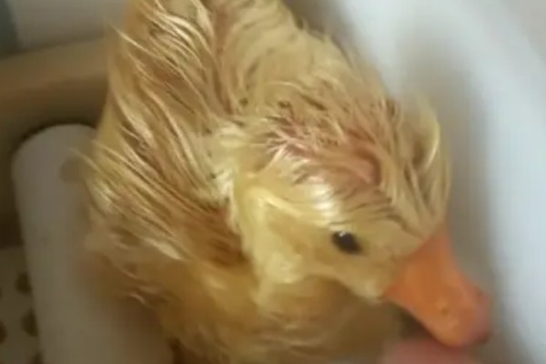 刚出生的小鹅是什么颜色，羽毛一般呈黄色