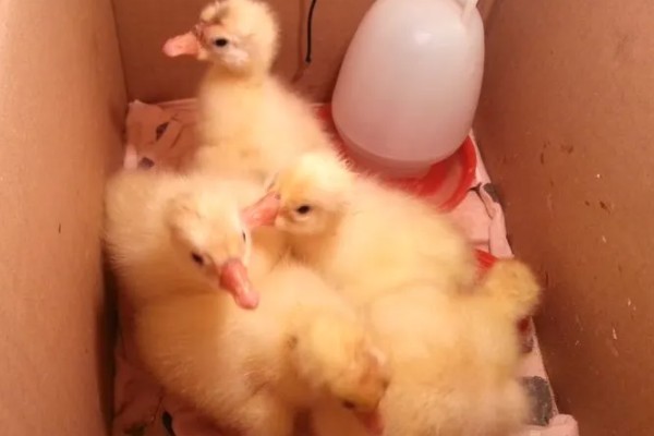 刚出生的小鹅是什么颜色，羽毛一般呈黄色