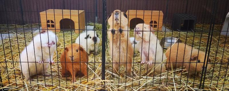 怎样让豚鼠开心，可以给其提供纸团