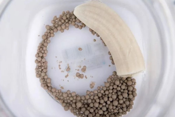 种植香蕉的方法，播种后覆土覆草并浇水保湿