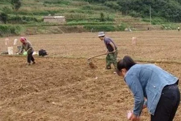 种植香蕉的方法，播种后覆土覆草并浇水保湿