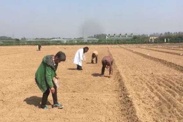 种植香蕉的方法，播种后覆土覆草并浇水保湿