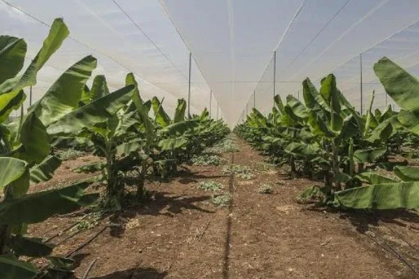 种植香蕉的方法，播种后覆土覆草并浇水保湿