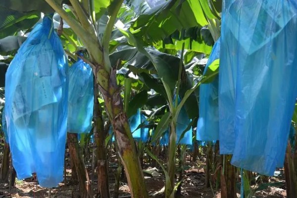 种植香蕉的方法，播种后覆土覆草并浇水保湿