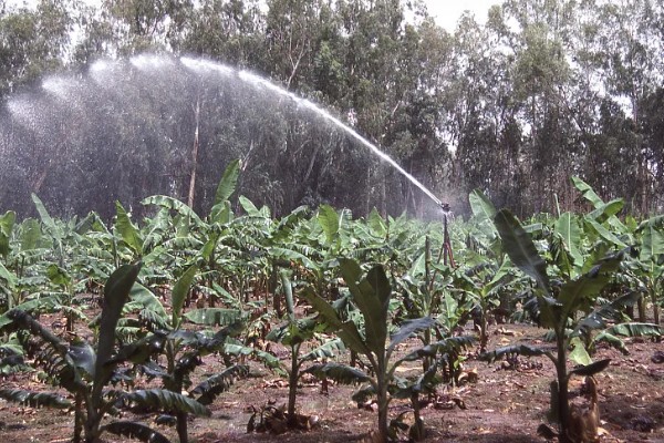 种植香蕉的方法，播种后覆土覆草并浇水保湿