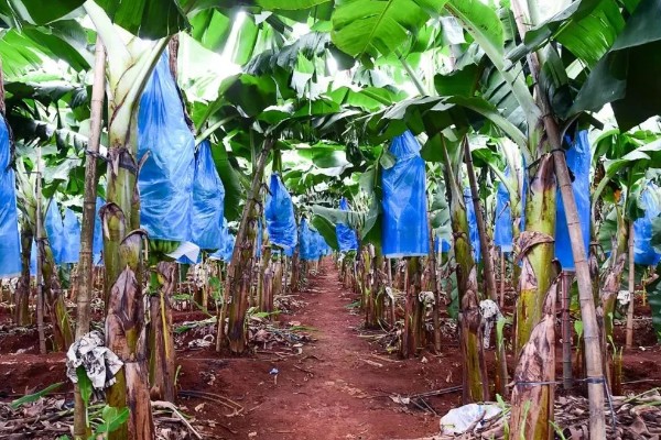 种植香蕉的方法，播种后覆土覆草并浇水保湿