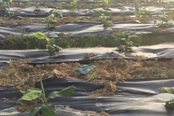 种植香蕉的方法，播种后覆土覆草并浇水保湿