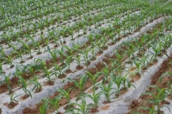 种植香蕉的方法，播种后覆土覆草并浇水保湿