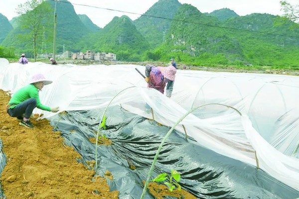 种植香蕉的方法，播种后覆土覆草并浇水保湿