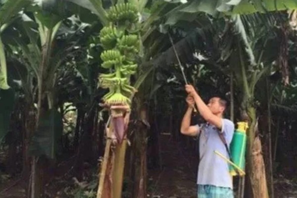 种植香蕉的方法，播种后覆土覆草并浇水保湿