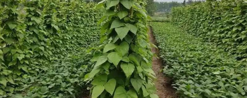 四季豆在几月份上市，是在5月末、6月