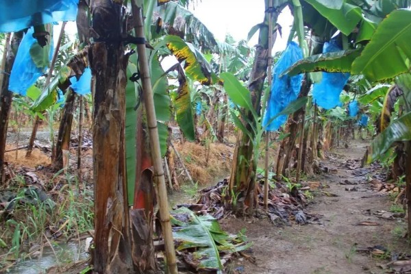 种植香蕉的方法，播种后覆土覆草并浇水保湿