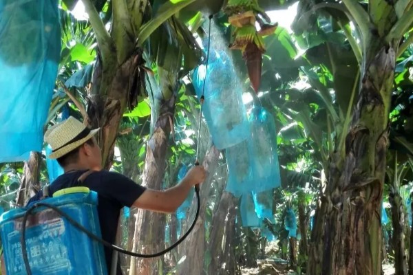 种植香蕉的方法，播种后覆土覆草并浇水保湿