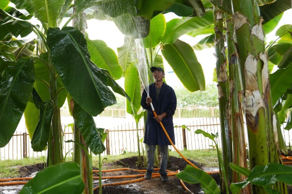 种植香蕉的方法，播种后覆土覆草并浇水保湿