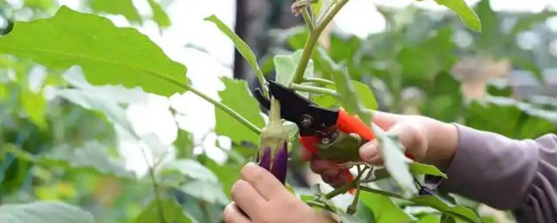 茄子怎样打叉,应选在天气晴朗的中午进行