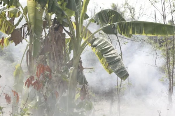 种植香蕉的方法，播种后覆土覆草并浇水保湿