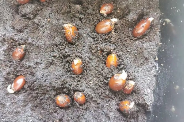 荔枝种植方法，每穴播种1-2粒