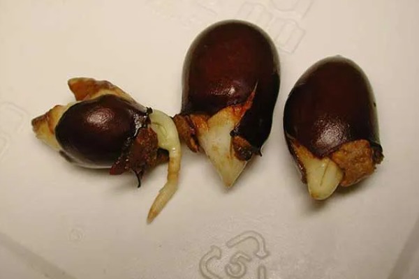 荔枝种植方法，每穴播种1-2粒