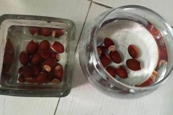 荔枝种植方法，每穴播种1-2粒