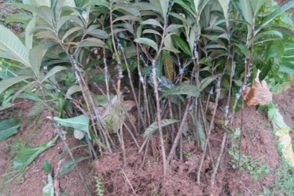 荔枝种植方法，每穴播种1-2粒