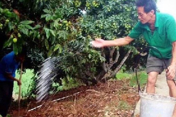 荔枝种植方法，每穴播种1-2粒