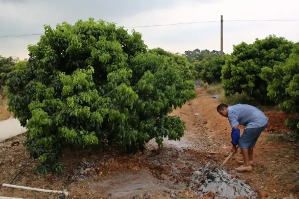 荔枝种植方法，每穴播种1-2粒