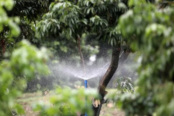 荔枝种植方法，每穴播种1-2粒