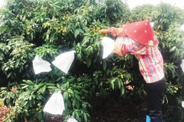 荔枝种植方法，每穴播种1-2粒