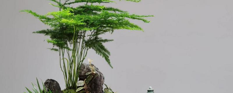 怎么预防文竹的病虫害，提前喷施杀虫剂可避免虫害滋生