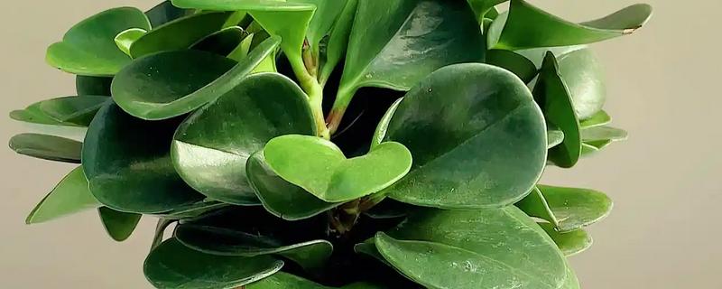 豆瓣绿有没有毒，属于无毒植物