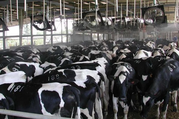 奶牛的饲养方法,牛舍的温度要保持在8-16℃