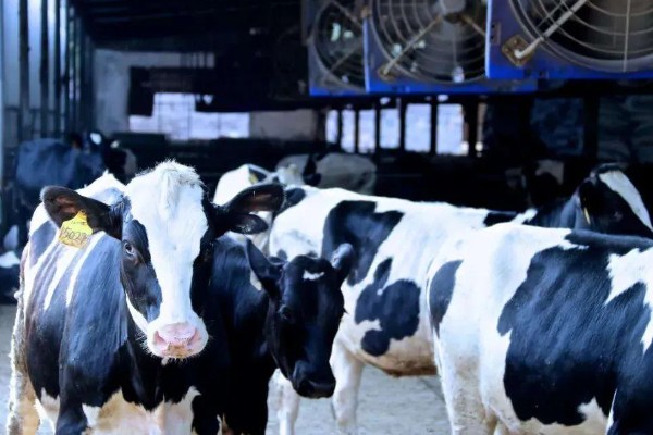 奶牛的饲养方法,牛舍的温度要保持在8-16℃