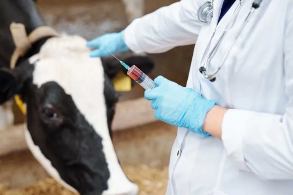 奶牛的饲养方法,牛舍的温度要保持在8-16℃