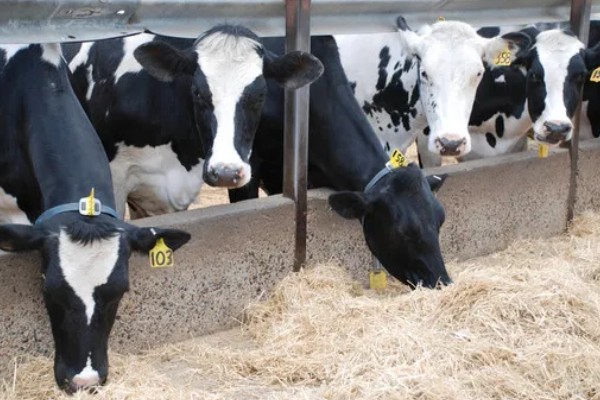 奶牛的饲养方法,牛舍的温度要保持在8-16℃