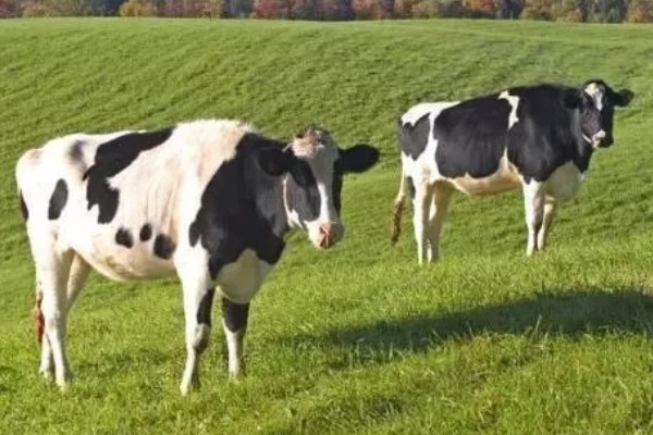 奶牛的饲养方法,牛舍的温度要保持在8-16℃