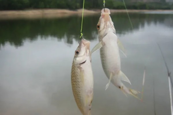 伊势尼和金袖钩有区别吗，差异体现在形状方面