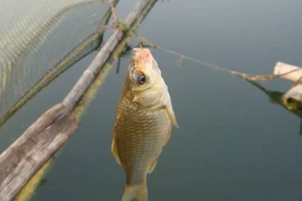 伊势尼和金袖钩有区别吗，差异体现在形状方面