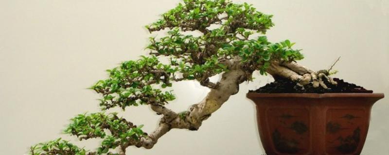 临水式盆景的制作要点，选择比较深的圆形盆或六角形盆