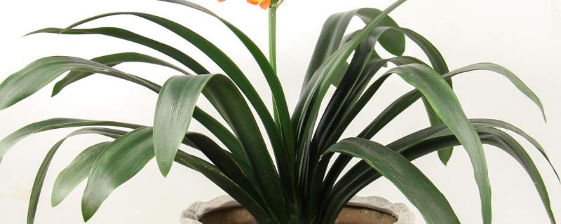 君子兰10天浇一次水行吗,不可间隔10天浇一次水