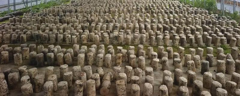 怎么避免食用菌出现虫害，安装细纱网可防止成虫入室