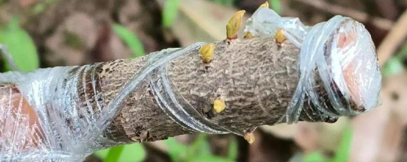 杨梅何时嫁接,以2月上旬至3月下旬前后为宜