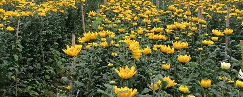 防治菊花病虫害的方法，发生叶枯病可交替喷施波尔多液和托布津