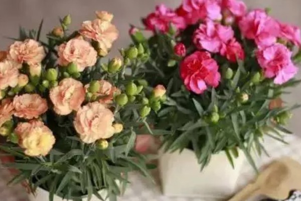 康乃馨冬季会被冻死吗，在北方露地过冬可能会死亡