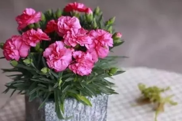 康乃馨冬季会被冻死吗，在北方露地过冬可能会死亡