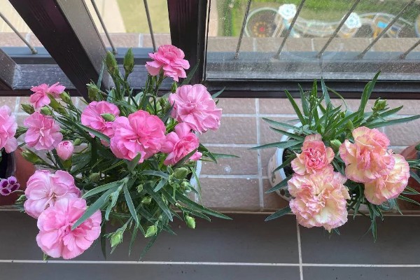 康乃馨冬季会被冻死吗，在北方露地过冬可能会死亡