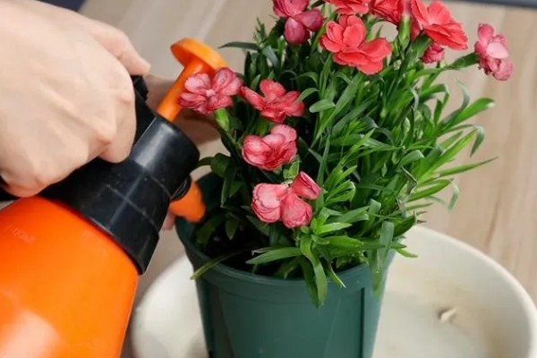 康乃馨冬季会被冻死吗，在北方露地过冬可能会死亡