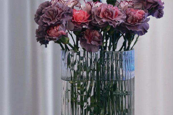 康乃馨冬季会被冻死吗，在北方露地过冬可能会死亡